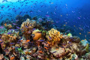 coral reef conservation dive Mackay