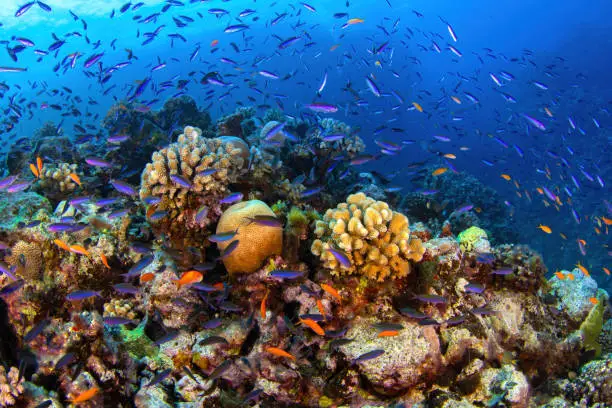 coral reef conservation dive Mackay