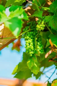 tropical fruit wine making workshop Mackay